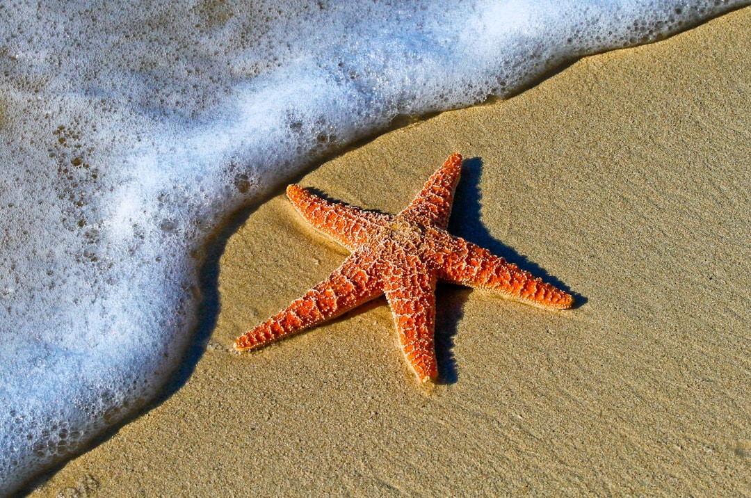 Starfish on a sand beach